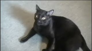 Talking Kitty Cat 5 - Ignoring the dog CLEAN