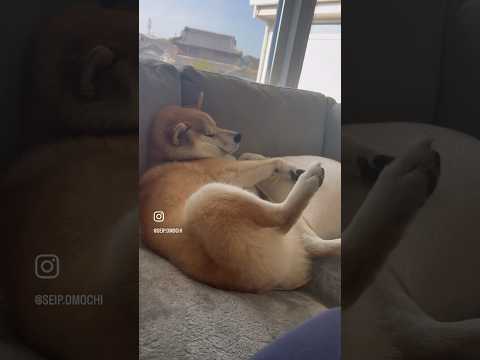大御所の赤ちゃん返り #柴犬 #おもしろ動画 #dog #shibainu #犬のいる暮らし #shortvideo #shorts