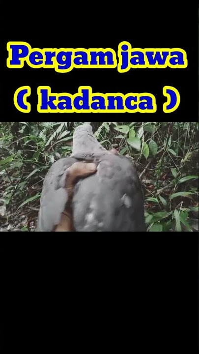Berburu Burung pergam/pergam jawa/kadanca