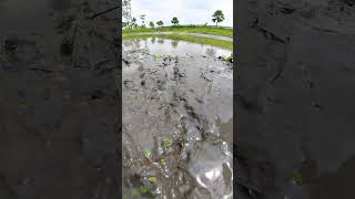 Download Lagu Best Traditional Muddy Water Waterflow Fishing Video #fish #fishing #village MP3