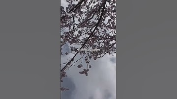 Thumbnail of #Apricot blossom #baltistan @manzoorbaltistani #song #folksong #coversong