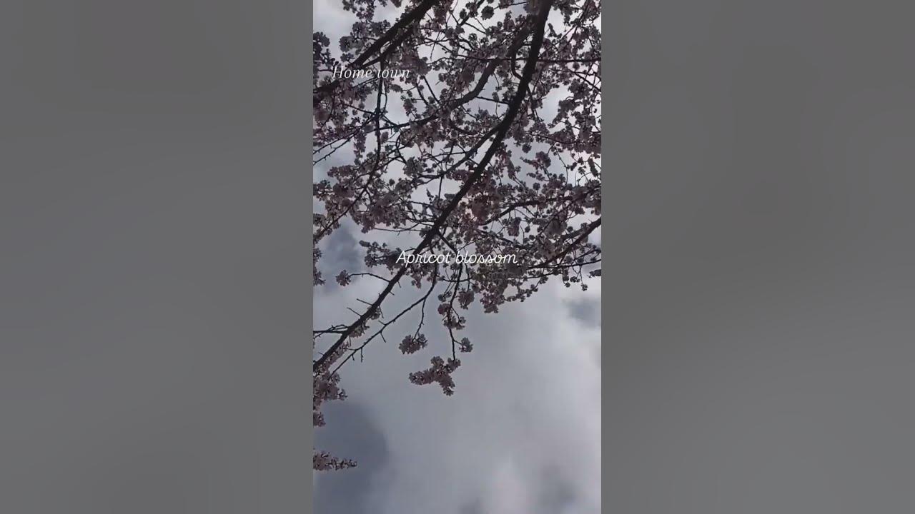 #Apricot blossom #baltistan @manzoorbaltistani #song #folksong #coversong