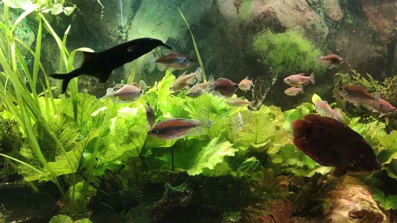 Buszowiec Ostropyski moje doświadczenia - 8 października 2022