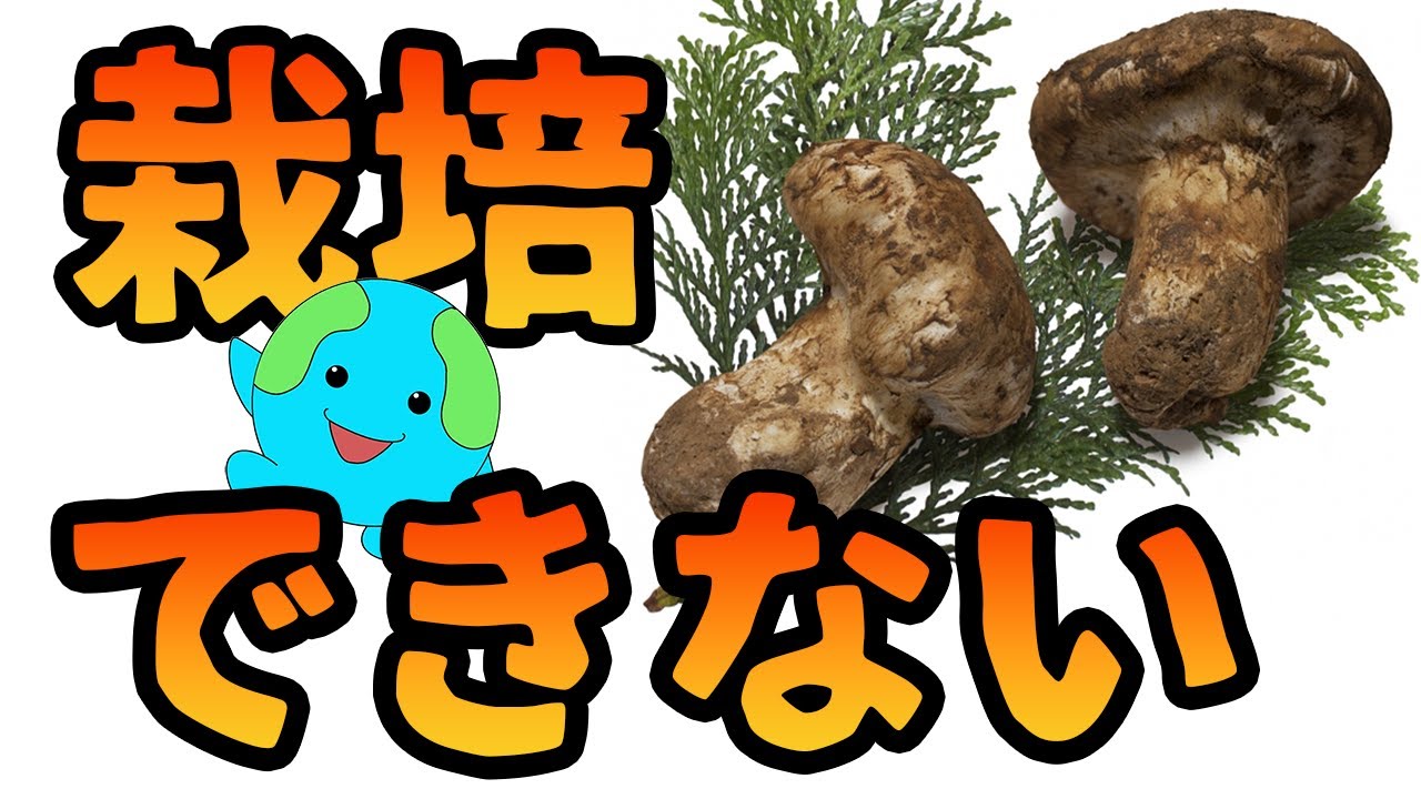 マツタケを栽培できない理由