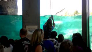 Polar Bear swimming with little boy video