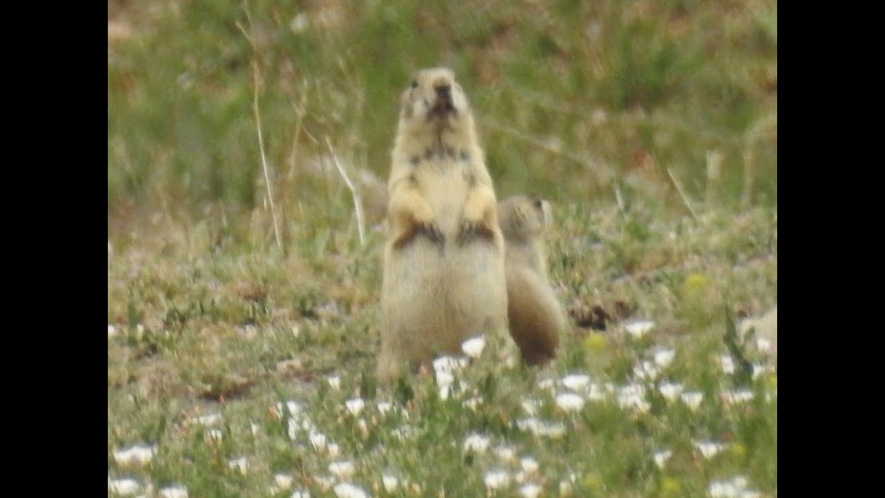 Bowling for Prairie Dogs YouTube