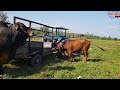 Con bò nọc khủng long hơn 1 tấn đi hót bằng máy cày đến nhà toàn bò cái | gia hân vlogs