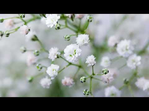 How to Grow Baby's Breath