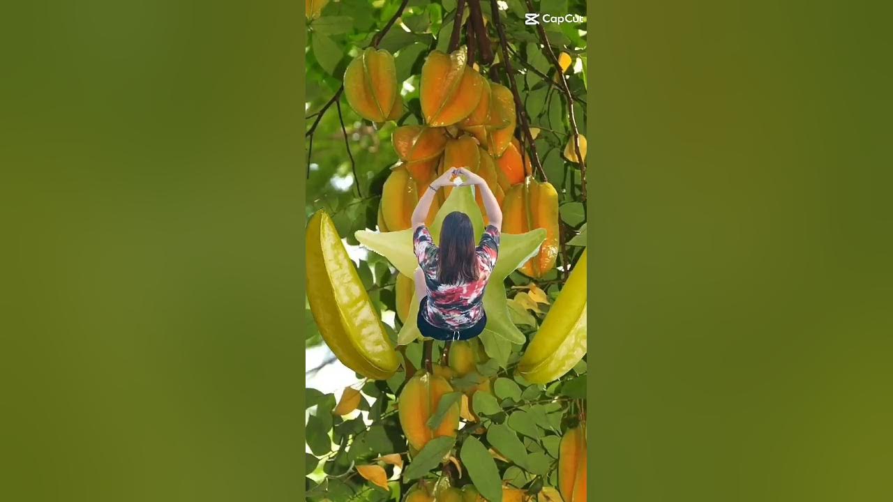 balingbing fruits #short #shortvideo #starfruit #youtubeshort - YouTube