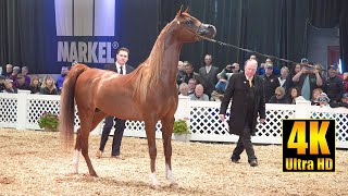 Arabian Stallion 46 year Halter Class | Scottsdale Arabian Horse Show 2022 الحصان العربي
