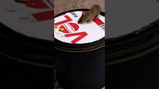 Mouse Trap New Idea | Rat Trap in Home | YouTube Short