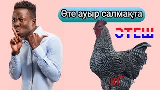 Өте салмағы ауыр Әтеш! #Chickenkanal