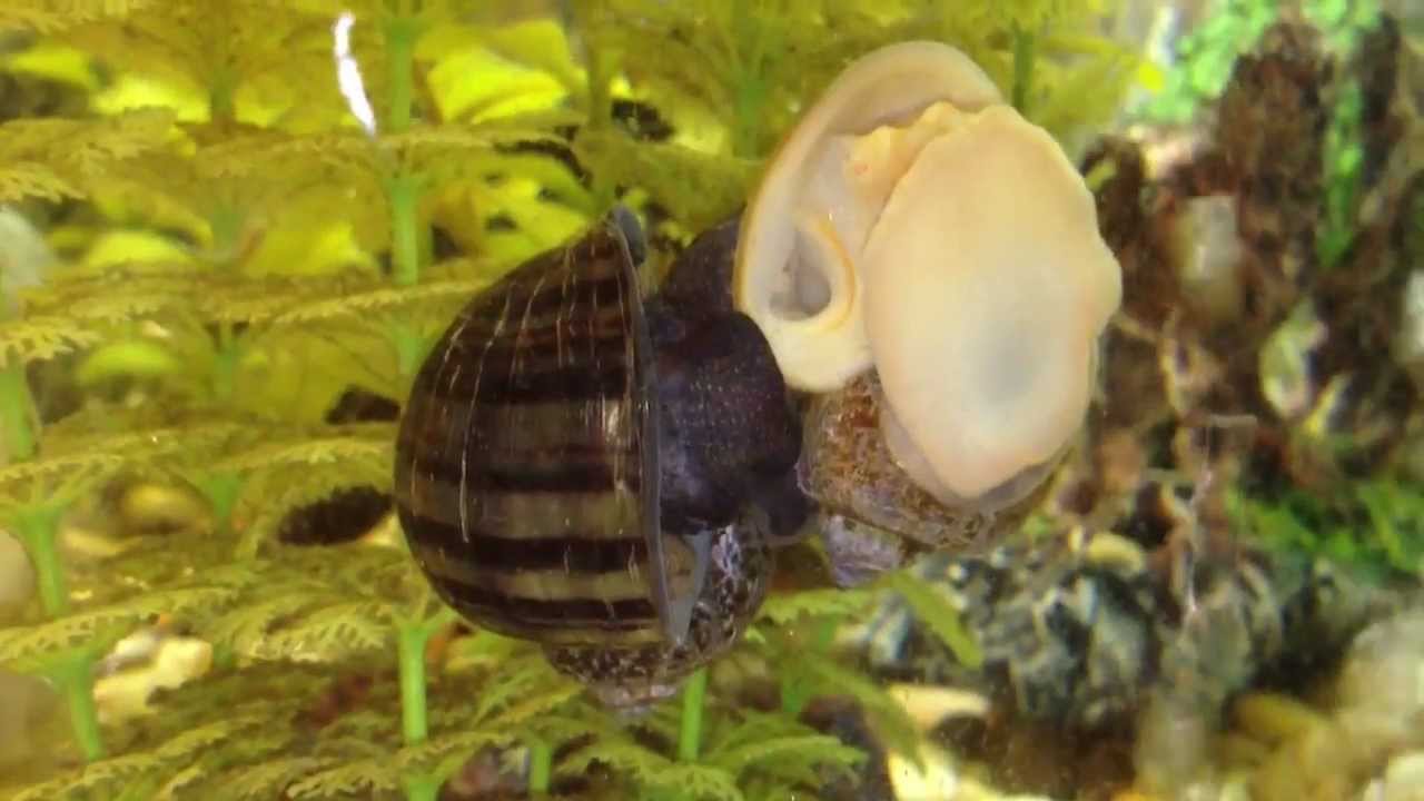 How Do Mystery Snails Mate?