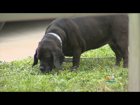 Video: Deze schuilplaats geeft de honden huisjes, geen kooien