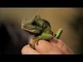 5 Care Tips for Chinese Water Dragons | Pet Reptiles