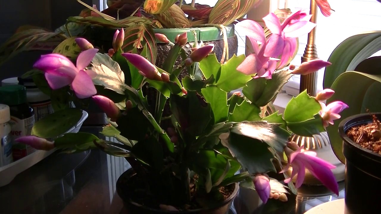 Time lapse Christmas Cactus