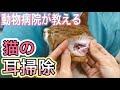 【猫の耳そうじ】元保護猫、子猫の耳垢とり！動物病院が教える猫の耳掃除のやり方。Clean cat ear