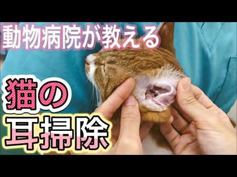 猫の耳掃除、正しい方法と頻度は？3つのコツで愛猫の耳を健康に