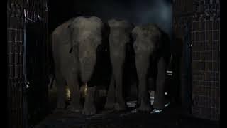 Wild Beasts [1984] Elephants Screen Time
