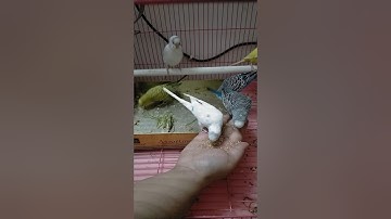 Making your Budgie trust you