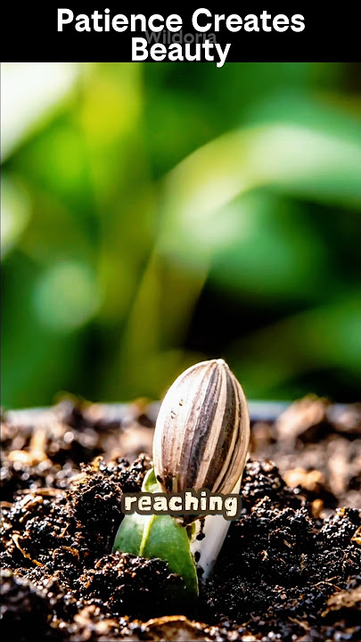 This Sunflower Will Change How You See Growth #sunflower #shorts
