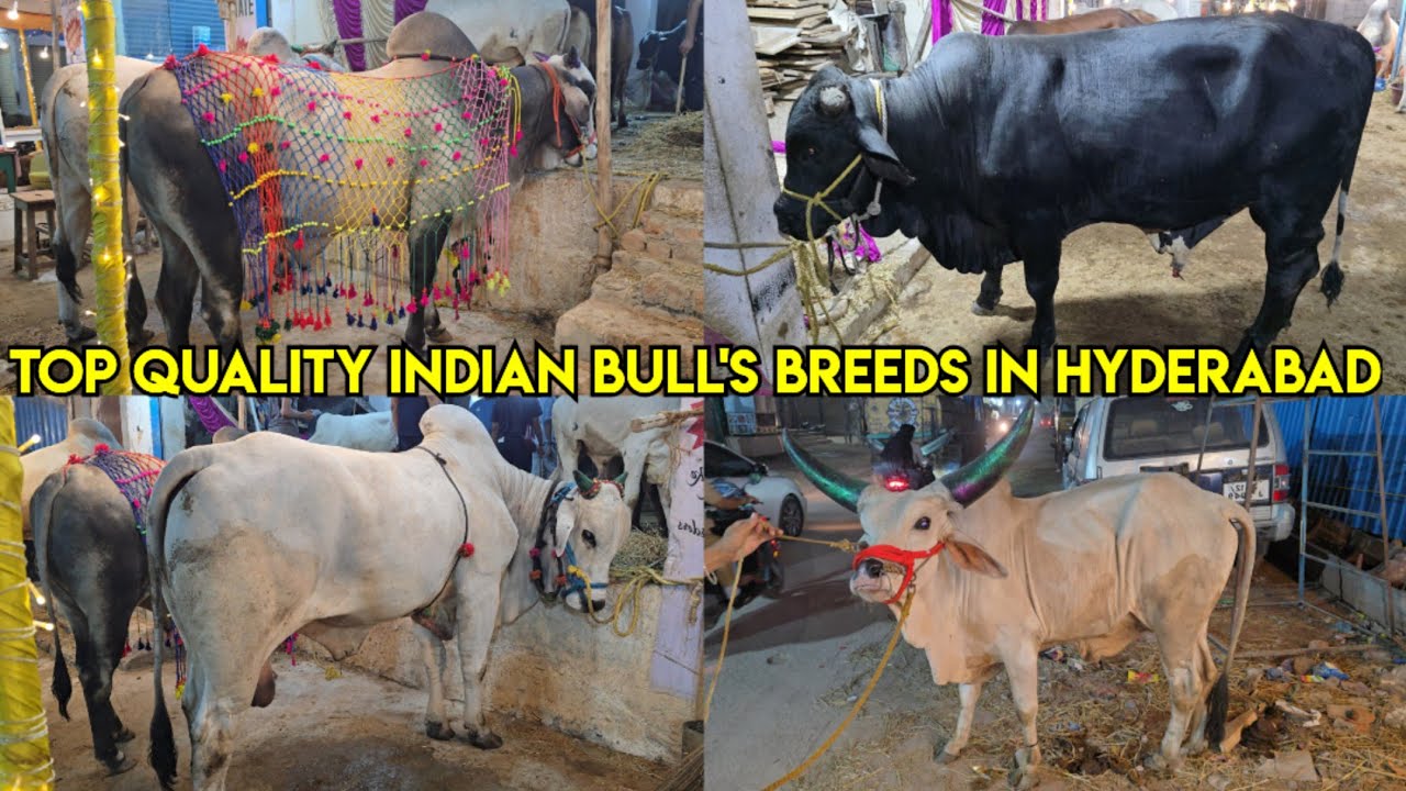 Top Quality Indian bull's breeds available in Hyderabad at Limra dairy state's | pure Sahiwal Ongole