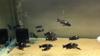 Tropheus Aquarium Fishes 🥰🐳 #Fish