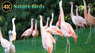 The world of Birds in 4k HD | Relaxing music | Nature Birds | Viral Feathered Beauties
