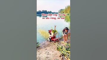 Máy băm nhỏ cây ngô, cỏ voi, ngũ cốc làm thức ăn chăn nuôi nuôi bò, dê,   #nongnghiep #bamcovoi