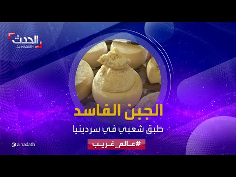 عالم غريب كاسو مارزو جبن فاسد مليء بالحشرات لكنه طبق محبب في سردينيا الإيطالية