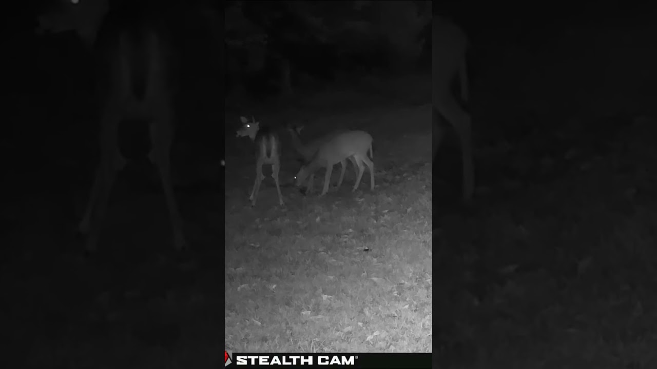 10 20 2025 Just Before Sunrise Homestead Wildlife  Deer & Cats on Trail Cam #naturerelaxing