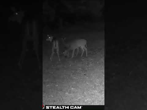 10 20 2025 Just Before Sunrise Homestead Wildlife  Deer & Cats on Trail Cam #naturerelaxing