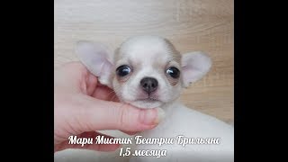 БЕЛО ГОЛУБАЯ ЧИХУА ( МАРИ МИСТИК ) - ЩЕНКИ В ПРОДАЖЕ БЕЛО ГОЛУБАЯ ЧИХУА ( МАРИ МИСТИК ) - ЩЕНКИ В ПРОДАЖЕ