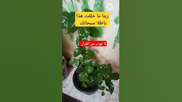 تلاوة عطرة من القرآن الكريم# القرآن_الكريم#الشيخ_عبدالباسط#القرآن#صلوا_علي_النبي#اكسبلور#يارب#الله