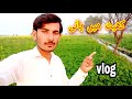 Khet mein pani urdu vlog sajid official vlogs