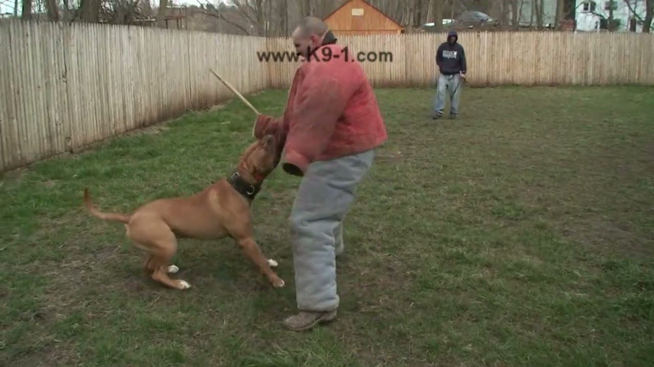 Attack Trained Bandogge Bites the Weapon Arm. Dog Training with K91. YouTube