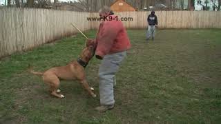 Attack Trained Bandogge Bites the Weapon Arm. Dog Training with K9-1.