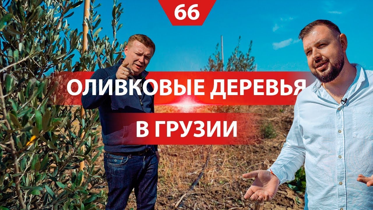 Оливковые плантации в Грузии. Инвестирование в деревья BioDeposit