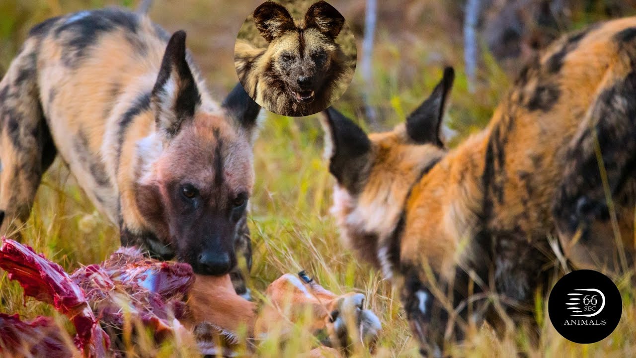 🐕 African Wild Dog: The Ultimate Pack Hunter! 🌍
