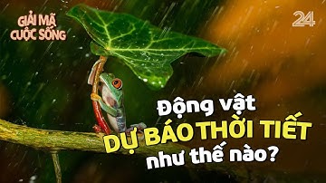 Động vật dự báo thời tiết như thế nào? | VTV24