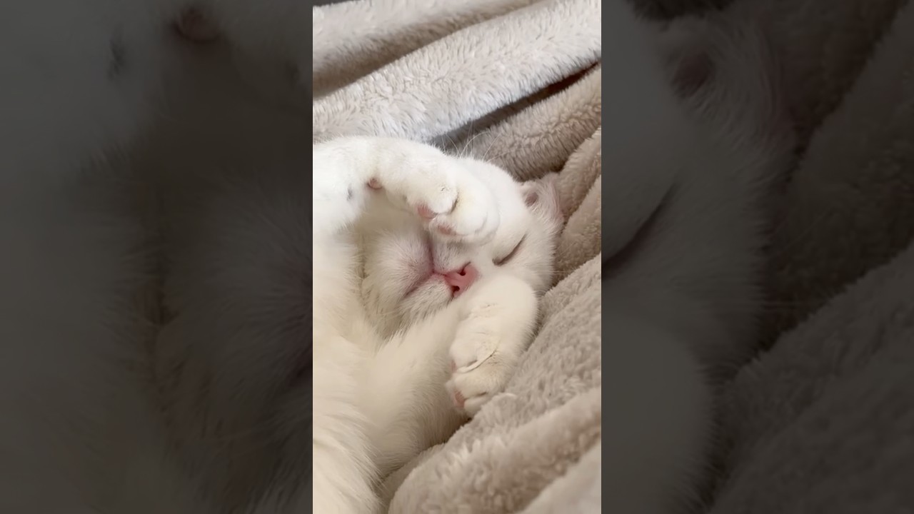 Коко слишком устала, лол 