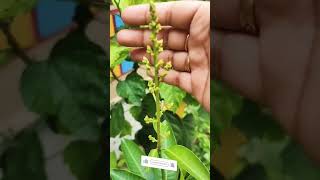 🥭My first flowering mango🙏subscribe🙏 #shorts #viral #new #youtubeshorts #plantcare #garden #bonsai