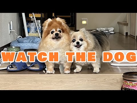 【DOG】The owner is married and the dog is happy