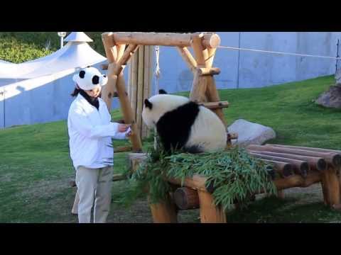 元気一杯の優浜ちゃん～アドベンチャーのpanda