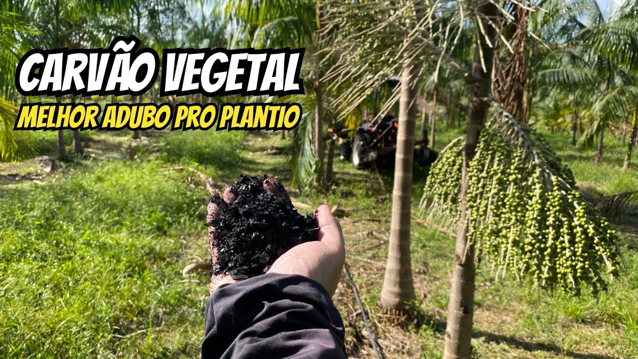 Carvão é o melhor adubo para suas plantas (Biochar) - Saiba como usar!