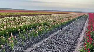 Тюльпановое поле в Беларуси 🌷