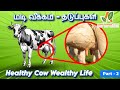 மடி வீக்கம்(Mastitis) பரவாமல் தடுக்க: Stop Spreading Among Cattle 🐄"