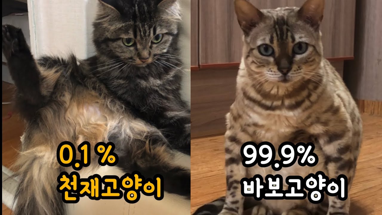 0.1퍼의 천재고양이 구경하세요