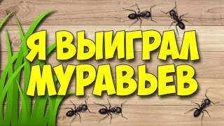 я выиграл муравьев! посылка с муравьями