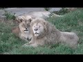 Самая верная пара сезона 2021. Львы. Тайган. Lions life in Taigan.